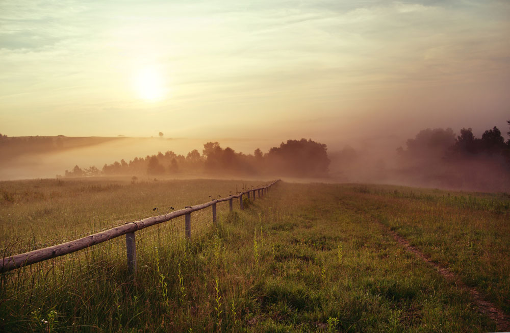 meadow3